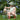 Saeson Classic Bonnet Mood 3