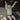 Saeson Ellwood Swim Underwear Mood 2
