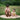 Saeson Little Wanderer Bloomer Mood 3